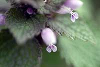 zgPmUڎ