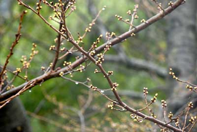 桜のつぼみ
