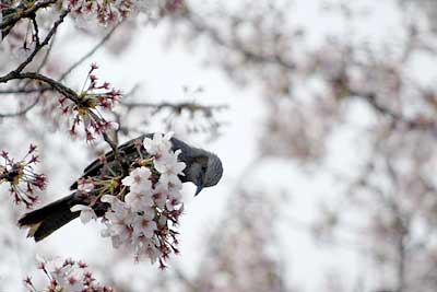 ヒヨドリは桜の蜜を吸うようだ。