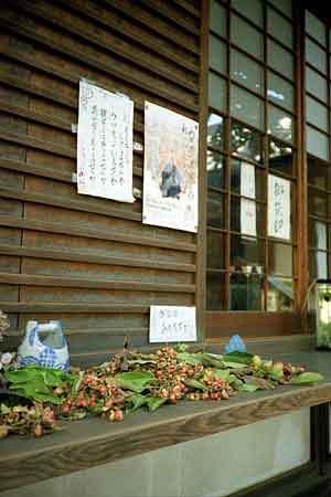 社務所のオガタマ