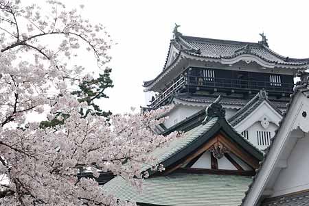 岡崎城と桜