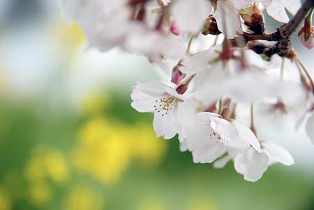 桜と菜の花