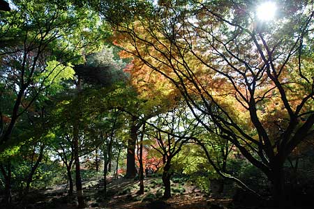 逆光の森