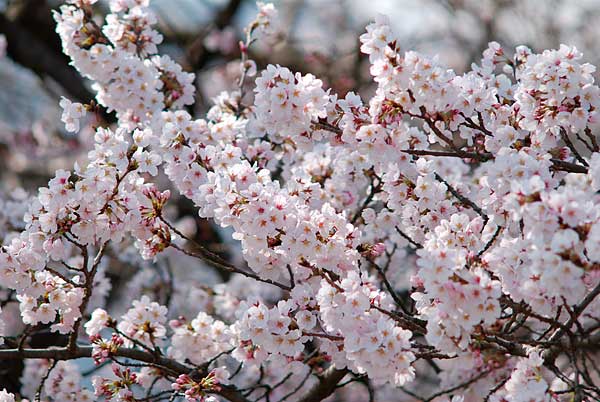 満開の桜