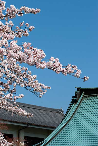 寺院と桜