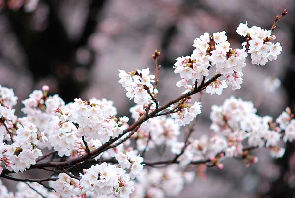 満開の桜