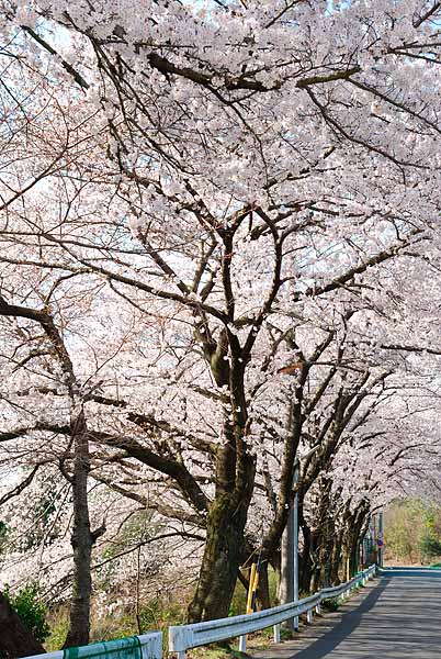 桜並木