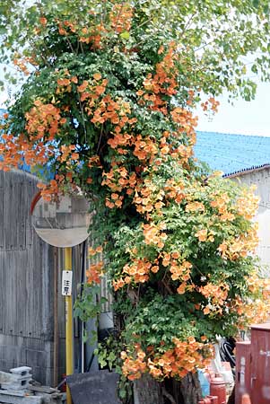 凌霄花全景