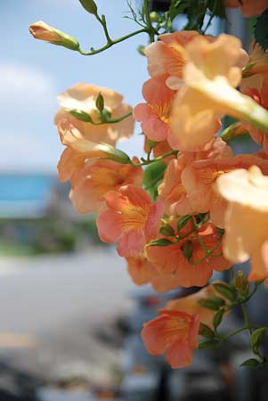 空と瓦と凌霄花