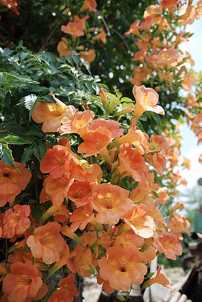 畳み掛けるような凌霄花の花