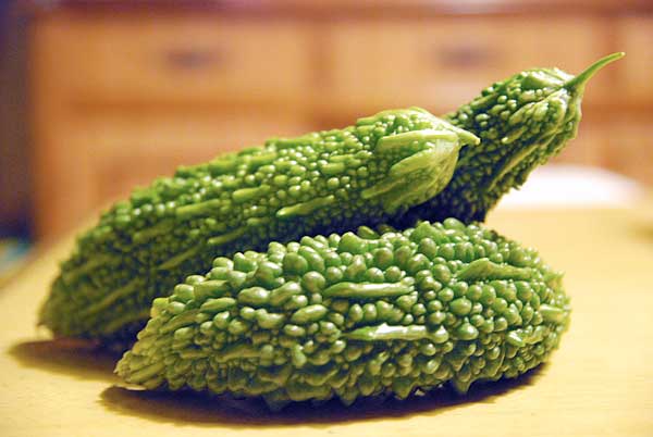 亮月写植室前で穫れたゴーヤ