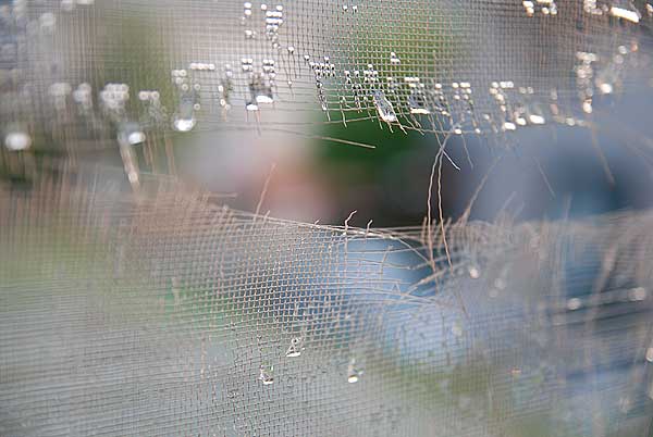 降雹で破れた網戸