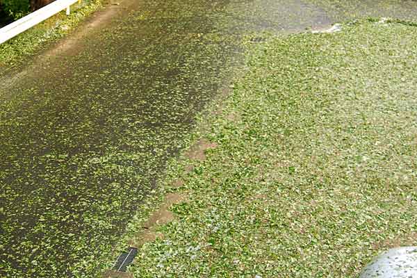 桜の青葉で埋め尽くされた地面