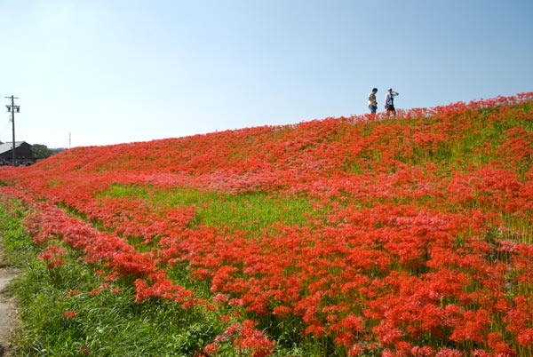 半田市矢勝川堤防の彼岸花