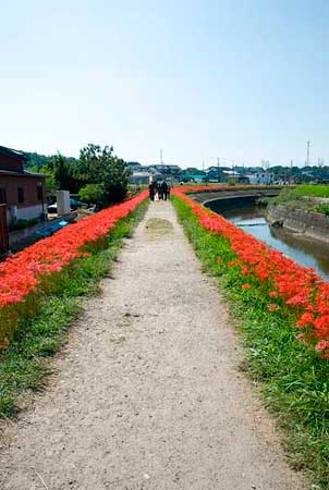 半田市矢勝川堤防の彼岸花