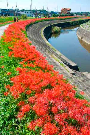 半田市矢勝川堤防の彼岸花