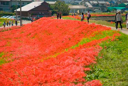 半田市矢勝川堤防の彼岸花の絨毯