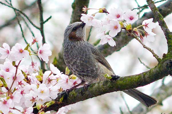 桜とヒヨドリ
