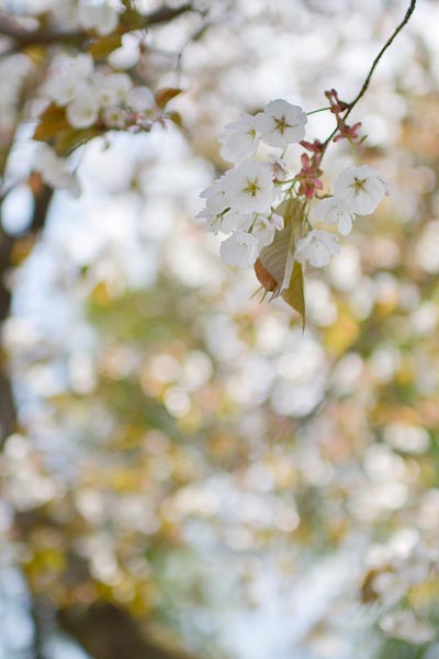 山桜