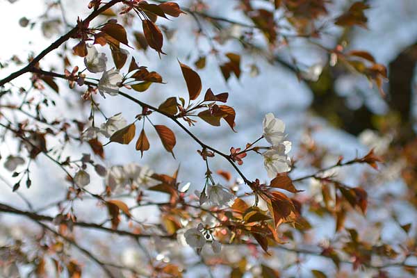 山桜