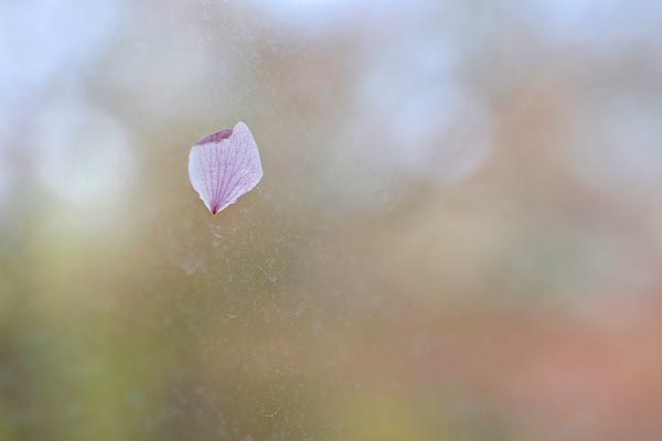 染井吉野の花びらが窓に