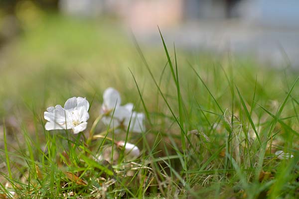 山桜