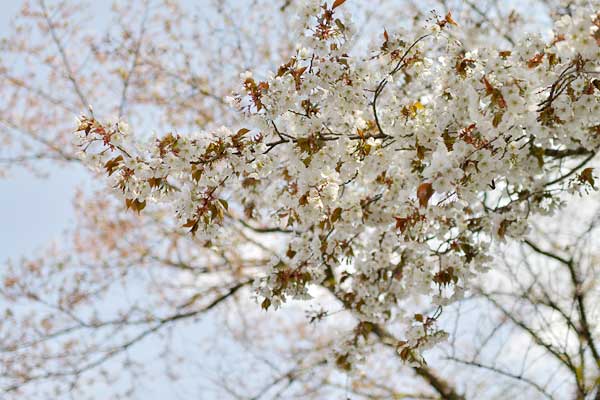 山桜