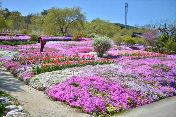 蛭川の芝桜