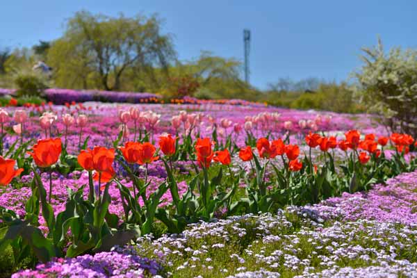 蛭川の芝桜とチューリップ