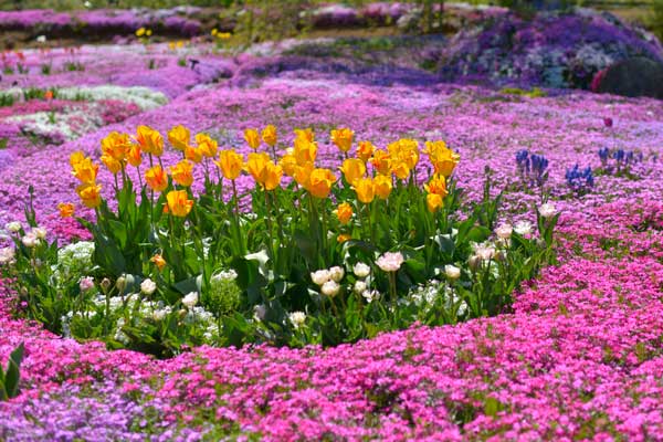蛭川の芝桜