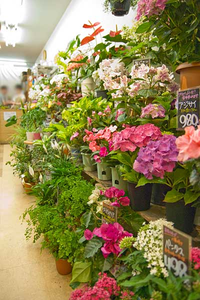 出町枡形商店街・花の春風・店内