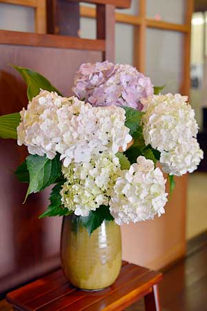 高山町役場・紫陽花