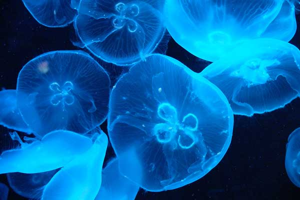 X20・京都水族館・水海月