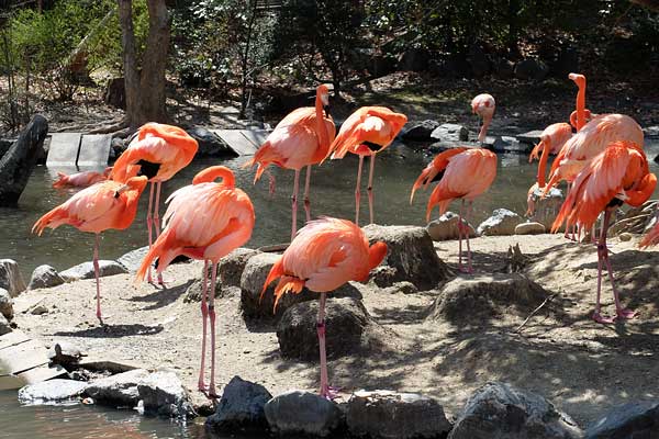 東山動物園・ベニイロフラミンゴ
