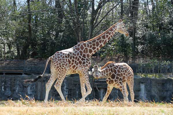 東山動物園・キリンの親子