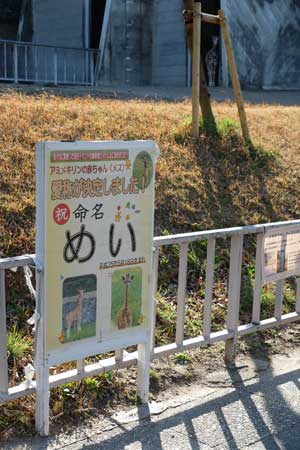 東山動物園・命名「めい」