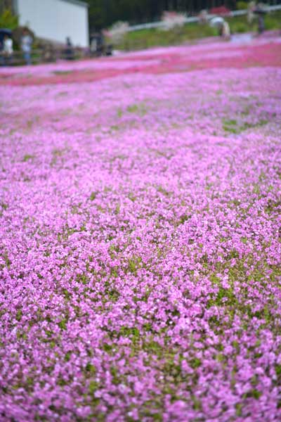 國田家の芝桜・近景
