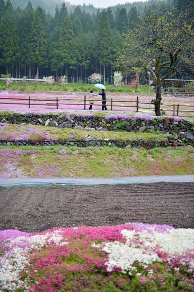 國田家の芝桜・石積み