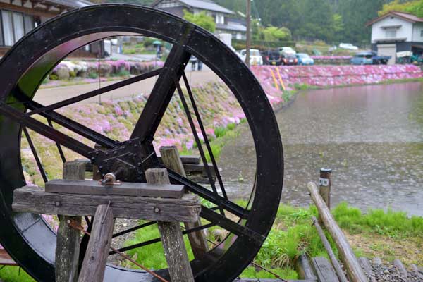 國田家の芝桜・水車と水田