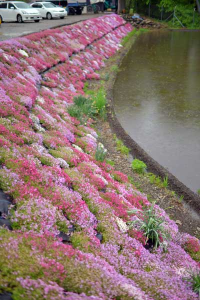 國田家の芝桜・水田の法面