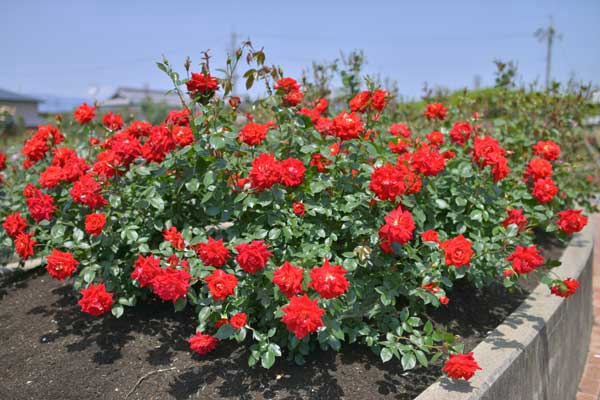 バラ公園・深紅のバラ