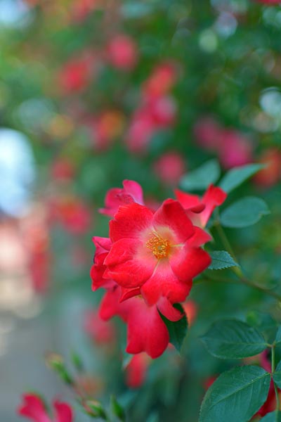 バラ公園・バラのトンネル近接