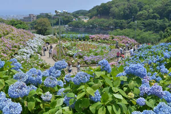 形原あじさい祭