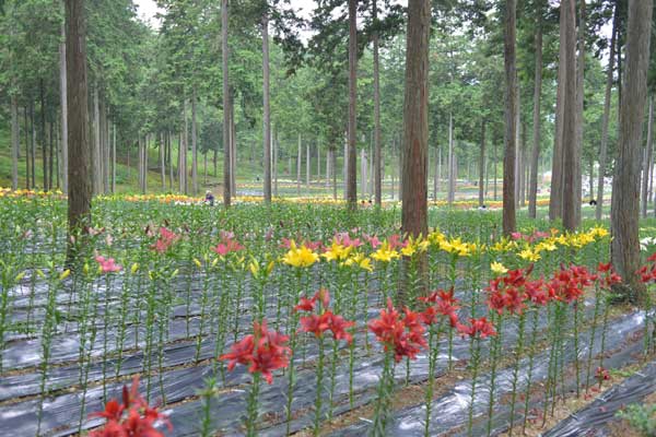 谷汲ゆり園