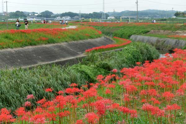 半田市矢勝川の彼岸花