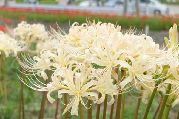 半田市矢勝川の白い彼岸花