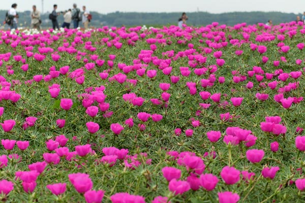 半田市矢勝川の花