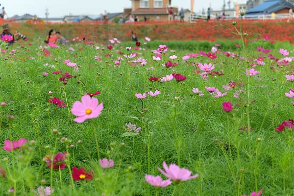 半田市矢勝川の彼岸花とコスモス畑