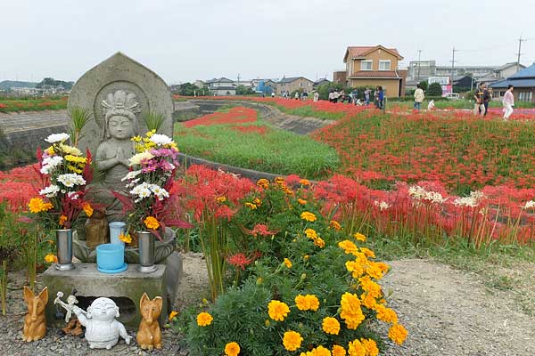 半田市矢勝川の彼岸花とごんぎつねのお地蔵様