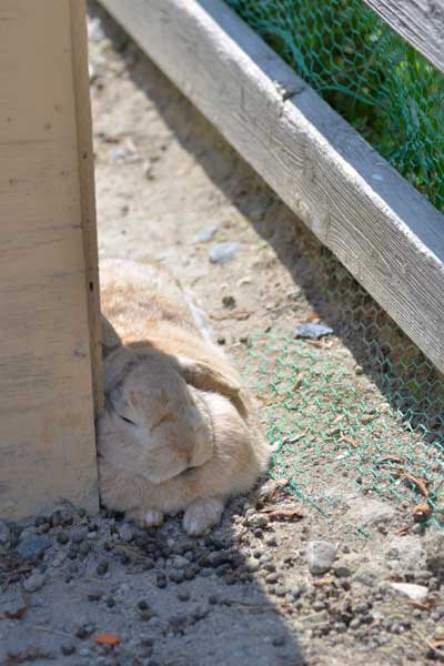 愛知牧場 昼寝うさぎ